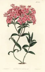 Fraser