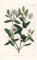 Pimelea Variete - Plate Engraved by S. Watts, from an Illustration by Sarah Anne Drake, from the Botanical Register of Sydenham Edwards