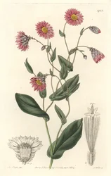 Pink Rhodanthe, Native to Australia - Engraved by S. Watts, from an illustration by Sarah Anne Drake, from the Botanical Register