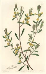 Pultenaea Flexilis, Native to Australia - Engraved by S. Watts, from an illustration by Sarah Anne Drake, from the Botanical Register