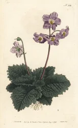 Pyrenean Violet