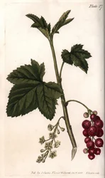 Red currant.