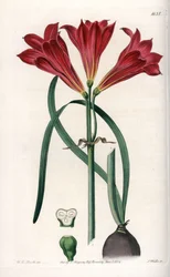 Rodophiale Bifida. Handcoloured copperplate engraving from Sydenham Edwards