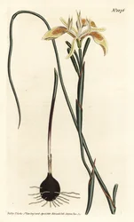 Rolled-leaved moraea, Moraea angusta.