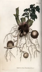 Roots and Tubers of a Seed Potato