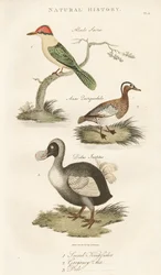 Sacred Kingfisher, Garganey and Dodo