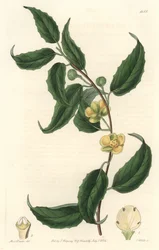 Schisandra with Yellow Flowers