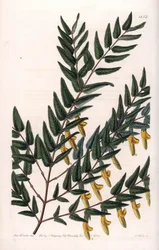 Scotia a Smooth Branches