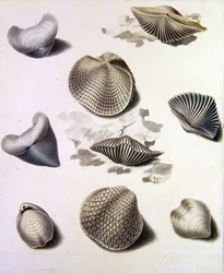 Shells and Marine Flora