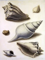 Shells and Marine Flora