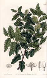 Shrub Schinus Latifolia, Pepper Variety. Handcoloured copperplate engraving from Sydenham Edwards
