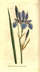 Siberian Iris
