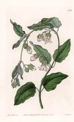 Silk-Holder Araujia - Engraved by S. Watts, from an illustration by Sarah Anne Drake, from the Botanical Register of Sydenham Edwards