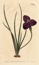 Silky Patersonia with Dark Purple Flower