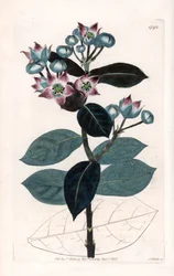 Sodom Apple Tree or Silk Tree