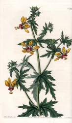 Spicy Poppy. Handcoloured copperplate engraving from Sydenham Edwards