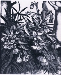 Stinking Hellebore, Nature in Britain Published by Collins