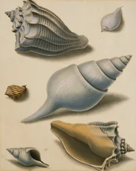 Studies of Shells and Marine Flora