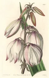 Superb Yucca from the Botanical Register