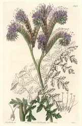 Tansy leaf phacelia, native to California - Water forte by S. Watts from an illustration by Sarah Anne Drake, from the Botanical Register