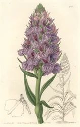 Terrestrial Orchid, Endemic to the Island of Madeira - Water Forte by S. Watts from an Illustration by Sarah Anne Drake, from the Botanical Register
