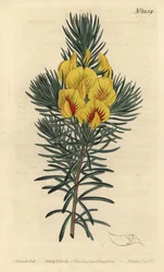 The cotter or honey bush - Coastal tea or kustee, Cyclopia genistoides. Illustration by Sydenham Edwards from William Curtis
