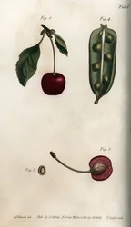 Pea Pericarp and Section of the Fruit of Cherry from Botanical Conferences, Lambeth Botanical Garden