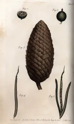 The Pericarp of Gooseberry, Fruit of Scots Pine and Clover Walls