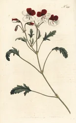 Three-coloured crane