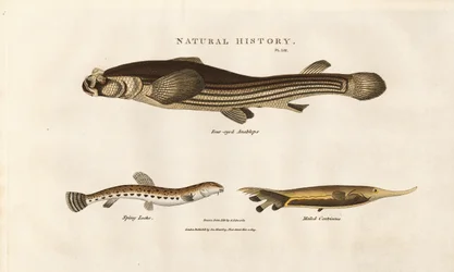 Three Unusual Fish Species