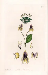 Three-Toothed Lepanthes - Engraved by S. Watts, from an illustration by Sarah Anne Drake, from the Botanical Register of Sydenham Edwards