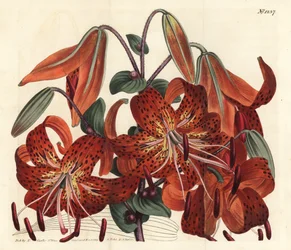 Tiger lily, Lilium lancifolium (Tyger-spotted Chinese lily, Lilium tigrinum). Handcoloured copperplate engraving by F. Sansom Jr. after an illustration by Sydenham Edwards from William Curtis