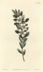 Coastal tea tree, Leptospermum laevigatum (Smooth fabricia, Fabricia laevigata).
