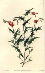 Triangular Chorozema
