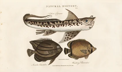 Tropical Fish: Northern Remora and Butterflyfish