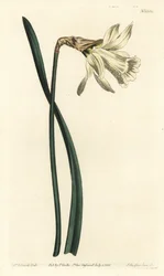 Smaller white Spanish daffodil, Narcissus pseudonarcissus subsp. moschatus (Narcissus moschatus).