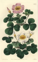 Variable Oxalis