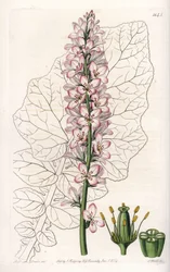 Variety of Francoa with Dairy Leaves, Endemic in Chile. Handcoloured copperplate engraving from Sydenham Edwards