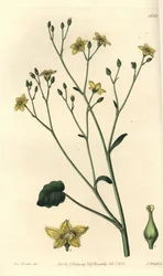 Kidney-leaved Villarsia, Villarsia Reniformis. Handcoloured Copperplate Engraving by S. Watts after an Illustration by Miss Sarah Drake from Sydenham Edwards