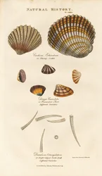 Various Shell Species