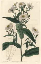 Virgin Aster or Harvester - S. Watts Strong Water from an illustration by Sarah Anne Drake, from the Botanical Register