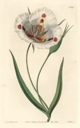 White-flowered Calochortus (Mariposa), Native to California