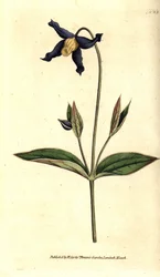 Whole-leaved Clematis or Virgin
