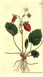 Wild Strawberry, Fragaria vesca (One-leaved Strawberry or Strawberry of Versailles, Fragaria monophylla). Handcoloured copperplate engraving from William Curtis