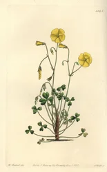 Yellow Woodsorrel, Oxalis micrantha (Cumming