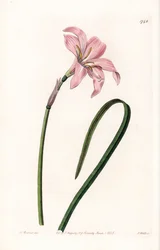 Zephyranthes Hybrid Variety - Engraved by S. Watts, from an illustration by Sarah Anne Drake, from the Botanical Register of Sydenham Edwards