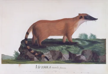 Female of Viverra Nasuta, Coloured Engraving