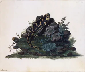 Salamander, watercolour by Sidney Parkinson