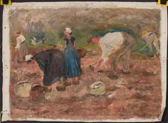 Digging Potatoes