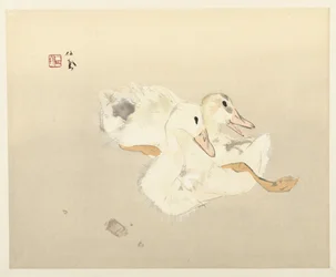 Young Ducks